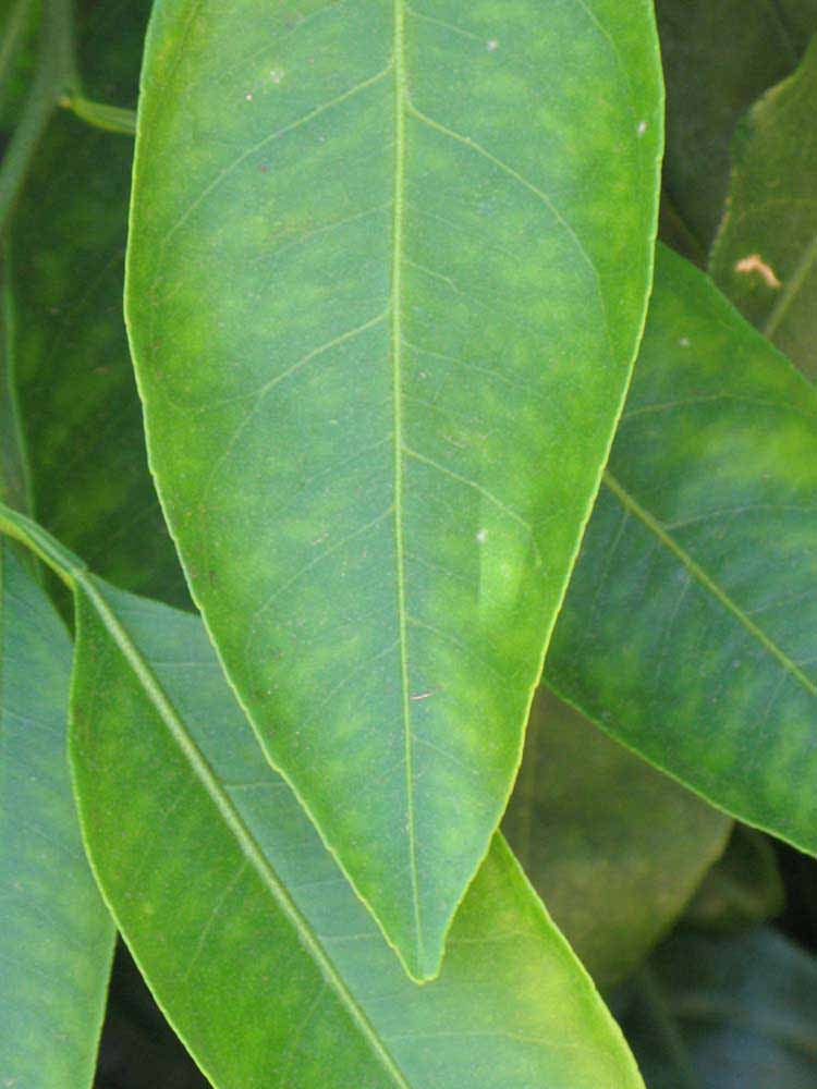              Margin (Riverside, CA)       